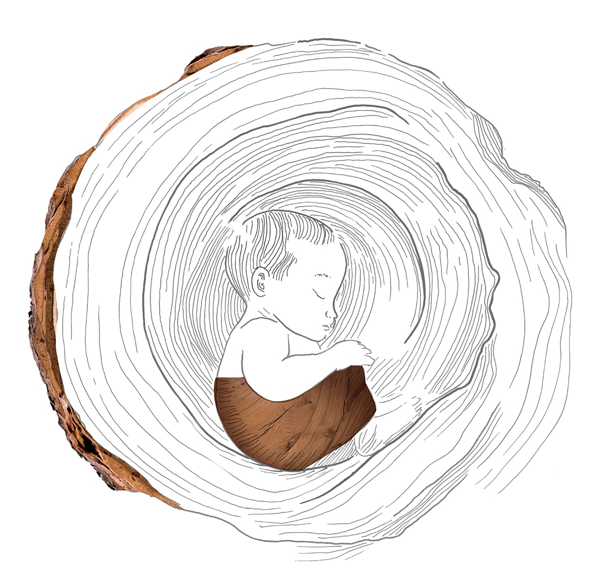 Illustrazione di una corteccia d’albero sezionata vista dall’alto che accoglie un neonato avvolto in tessuto color parquet, simbolo delle origini