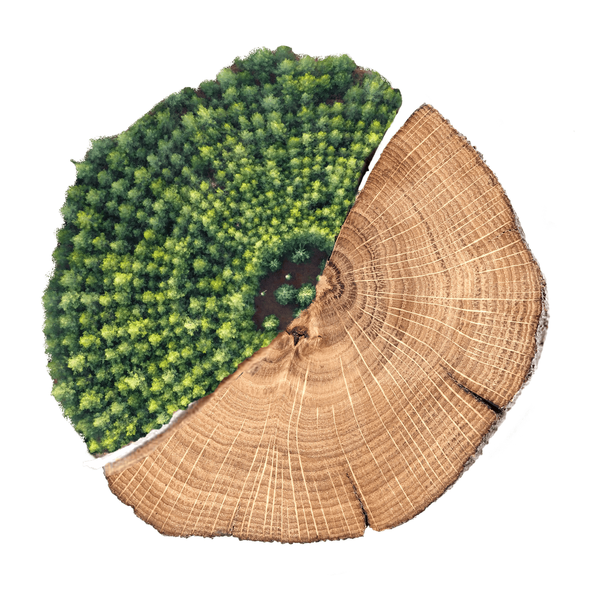 Sezione orizzontale vista dall’alto di un tronco d’albero, metà corteccia e metà foresta