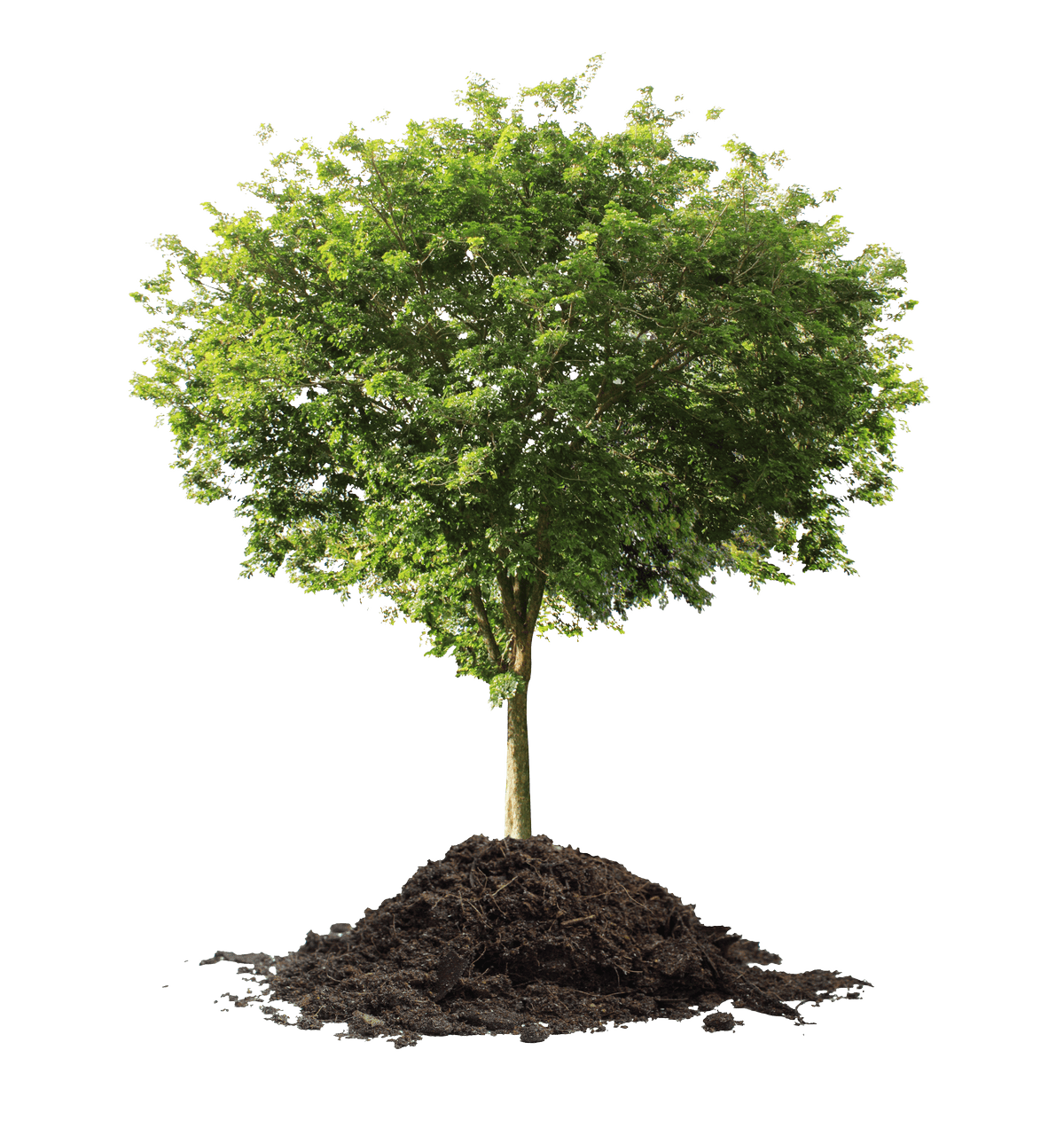 Piantina che emerge dal terreno nelle prime fasi di crescita