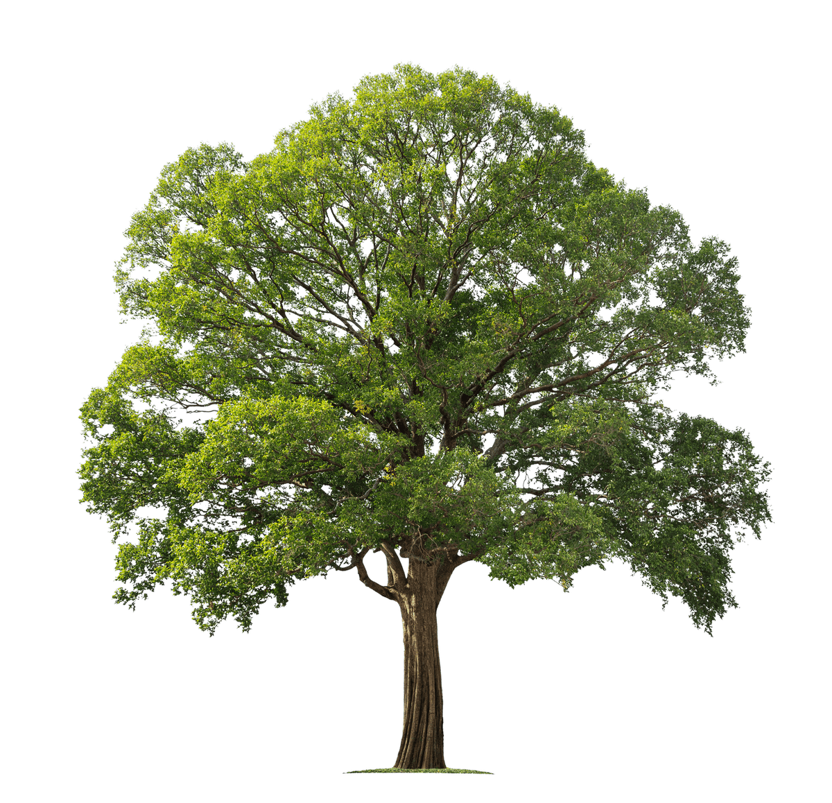 Albero maturo completamente cresciuto