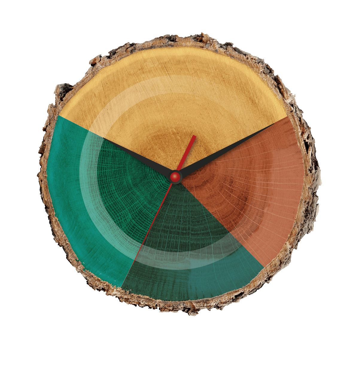 Sezione orizzontale vista dall’alto di un tronco d’albero divisa in quattro quadranti colorati