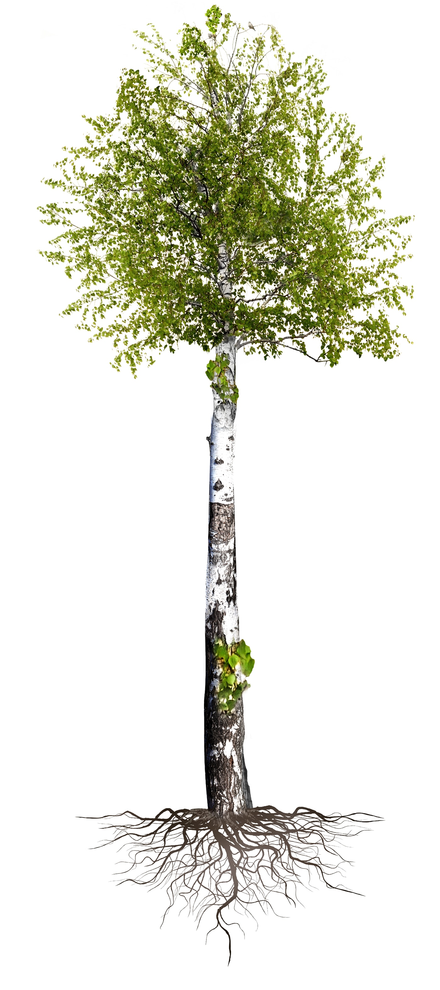 Pianta completa raffigurata dalle radici alla chioma